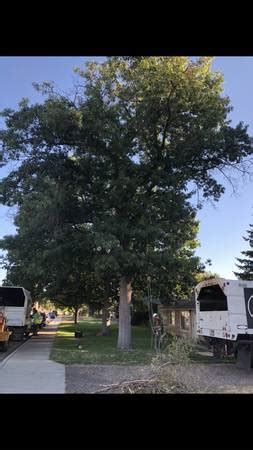 moore affordable tree service